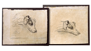 Two hand illustrated drawings of foxhound heads