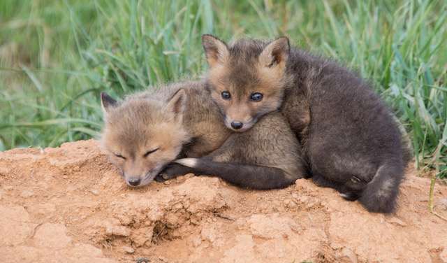 Two baby foxes cuddling with each other on a mound of dirt in the grass, by Jerry Mastny