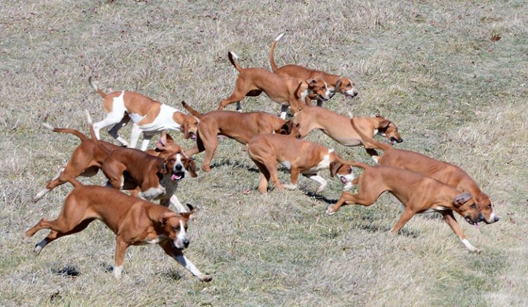 Pack of foxhounds running through the grass, by Liz Callar