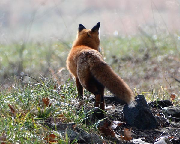 Fox in the grass, facing away and looking into the distance, by Liz Callar