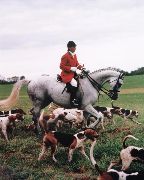 Albert O. Poe in the field on his horse with foxhounds around him