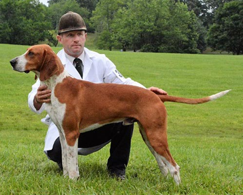 Kermit the foxhound being posed at a show by his handler