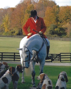 Huntsman in red coat on horse with hounds