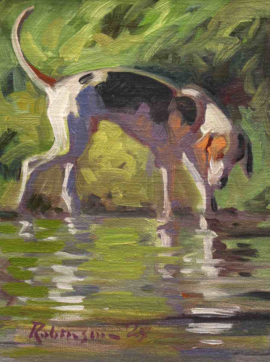 Hound wading in water